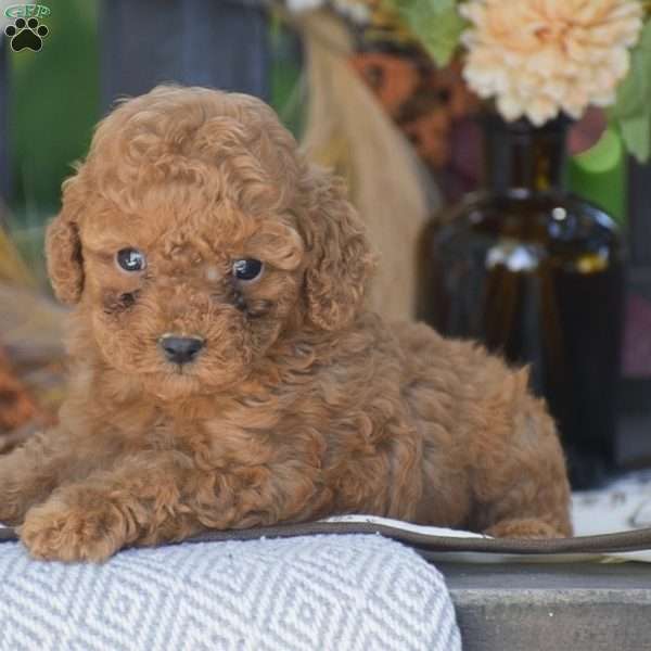 Rita – F1B, Cavapoo Puppy
