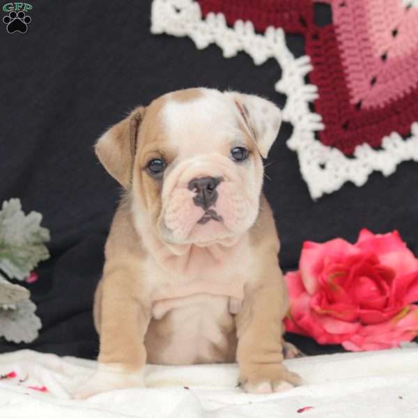 Aspen, English Bulldog Puppy