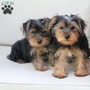 Jake, Yorkie Puppy