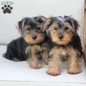 Jasper, Yorkie Puppy