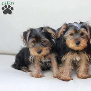 Jasper, Yorkie Puppy
