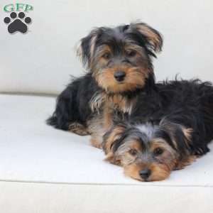 Jake, Yorkie Puppy