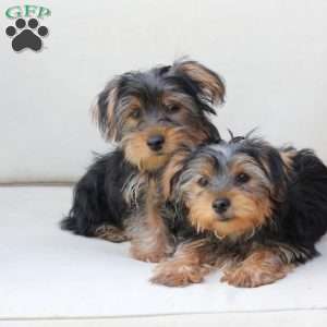 Jasper, Yorkie Puppy