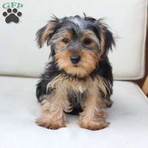 Jasper, Yorkie Puppy