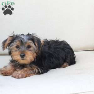 Jasper, Yorkie Puppy