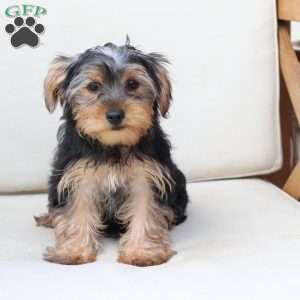 Jasper, Yorkie Puppy