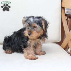 Jasper, Yorkie Puppy