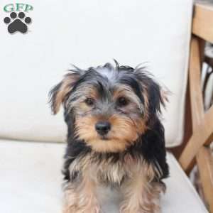 Jasper, Yorkie Puppy