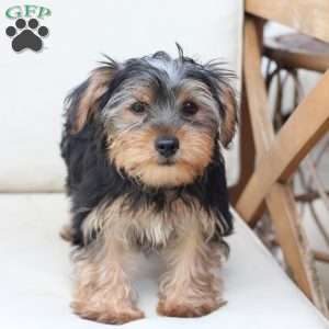Jasper, Yorkie Puppy
