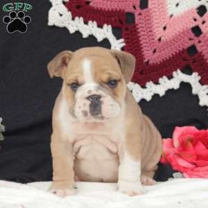 Oaks, English Bulldog Puppy