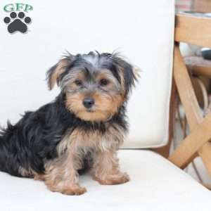 Jasper, Yorkie Puppy