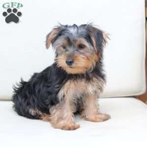 Jasper, Yorkie Puppy