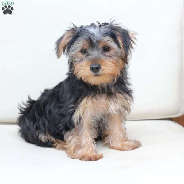 Jasper, Yorkie Puppy