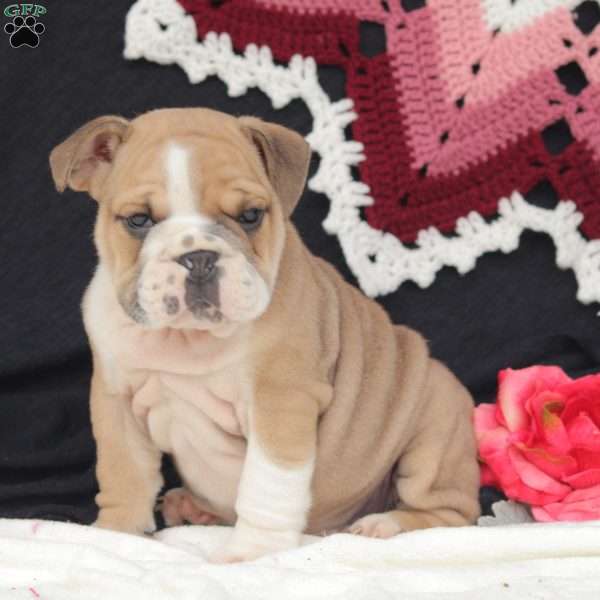 Oaks, English Bulldog Puppy