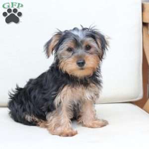 Jasper, Yorkie Puppy
