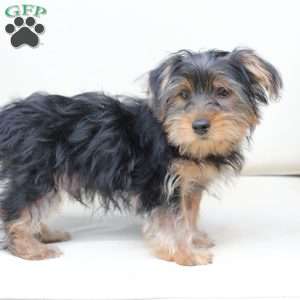 Jake, Yorkie Puppy