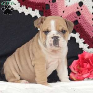 Oaks, English Bulldog Puppy