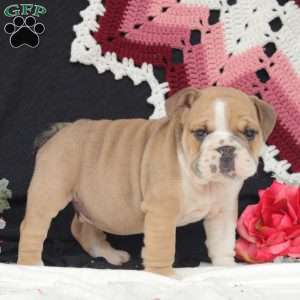Oaks, English Bulldog Puppy