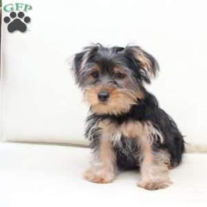 Jake, Yorkie Puppy