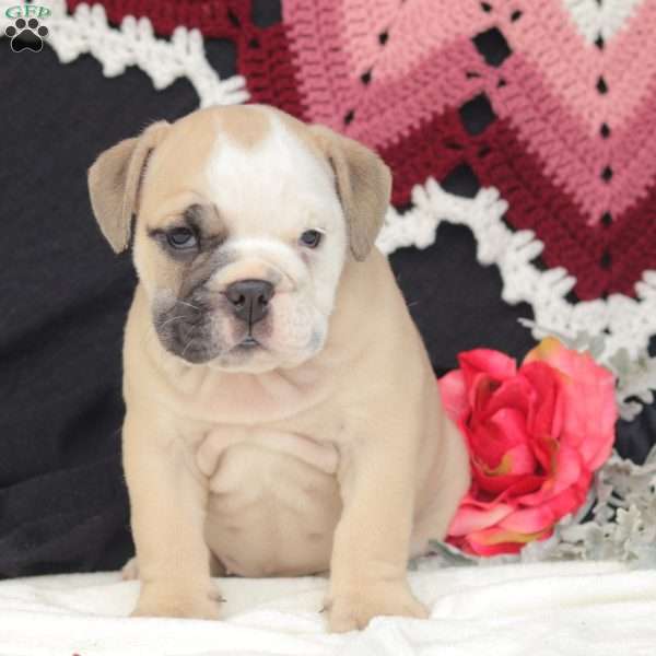 Wren, English Bulldog Puppy