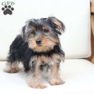 Jake, Yorkie Puppy