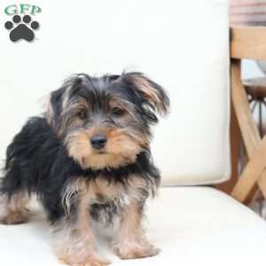 Jake, Yorkie Puppy