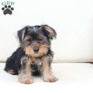 Jake, Yorkie Puppy