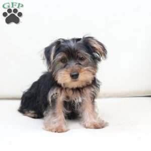 Jake, Yorkie Puppy