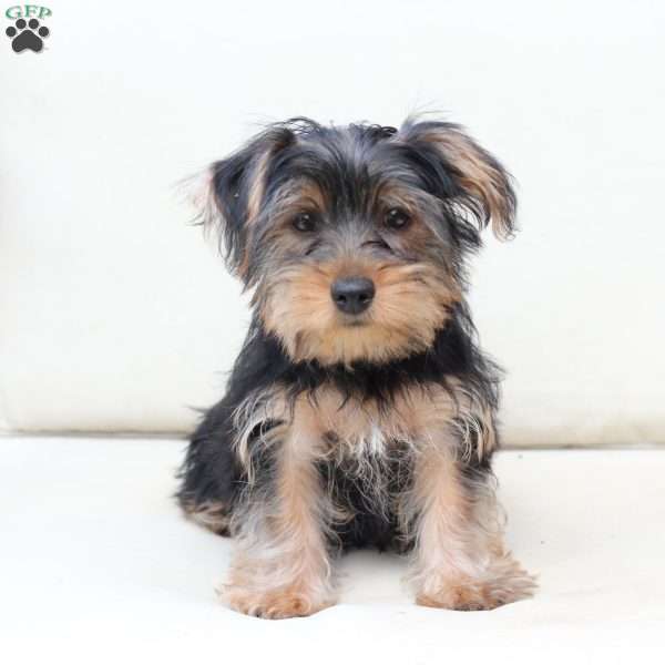 Jake, Yorkie Puppy