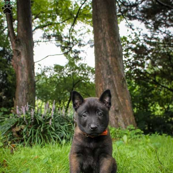 Echo, Belgian Malinois Puppy