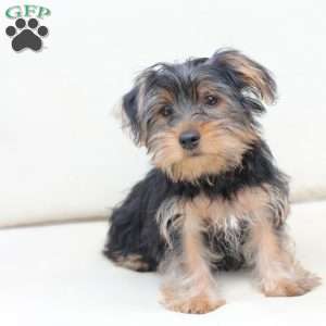 Jake, Yorkie Puppy