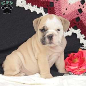 Wren, English Bulldog Puppy