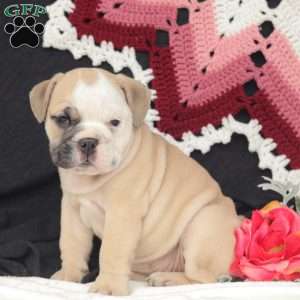 Wren, English Bulldog Puppy