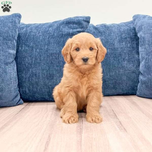 Bridget, Mini Goldendoodle Puppy