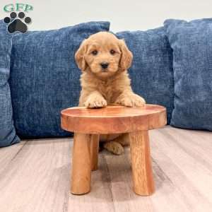 Bridget, Mini Goldendoodle Puppy