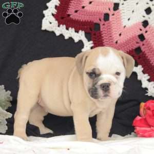 Wren, English Bulldog Puppy