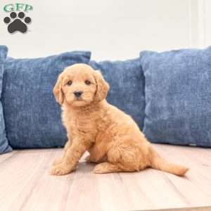 Bridget, Mini Goldendoodle Puppy