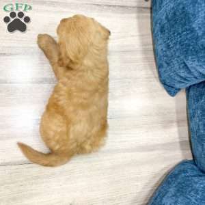 Bridget, Mini Goldendoodle Puppy