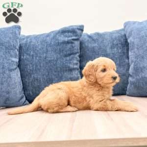 Bridget, Mini Goldendoodle Puppy