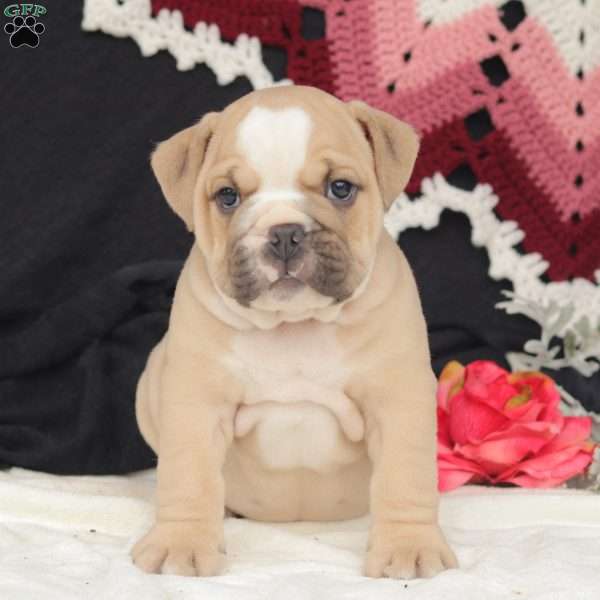 River, English Bulldog Puppy