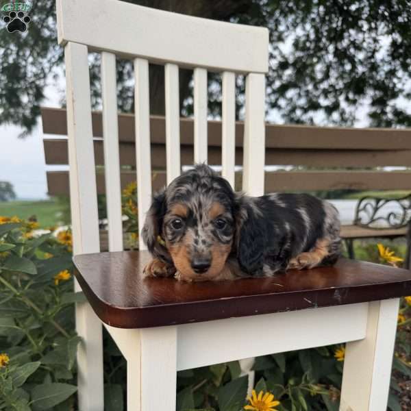 Bentley, Dachshund Puppy