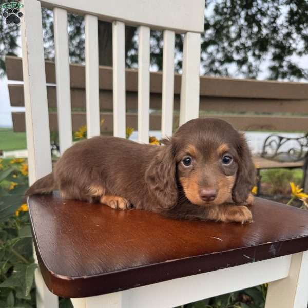 Sage, Dachshund Puppy