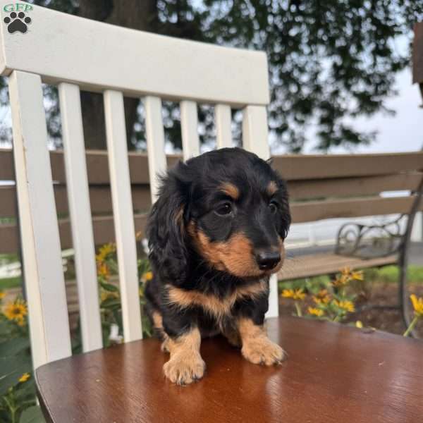 Bella, Dachshund Puppy
