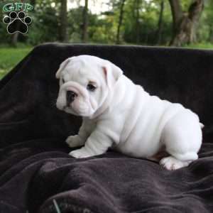 Penny, English Bulldog Puppy