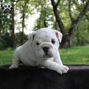 Penny, English Bulldog Puppy