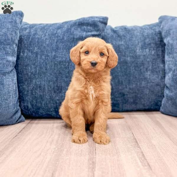 Blossom, Mini Goldendoodle Puppy