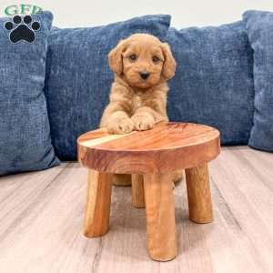 Blossom, Mini Goldendoodle Puppy
