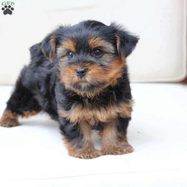 Milo, Yorkie Puppy