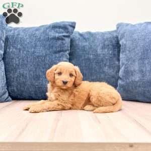 Blossom, Mini Goldendoodle Puppy