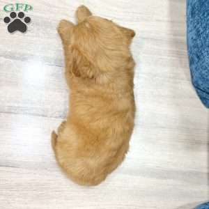Blossom, Mini Goldendoodle Puppy